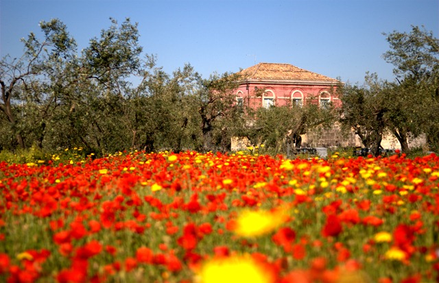 Poppies . La Casa della Acque . Sicily