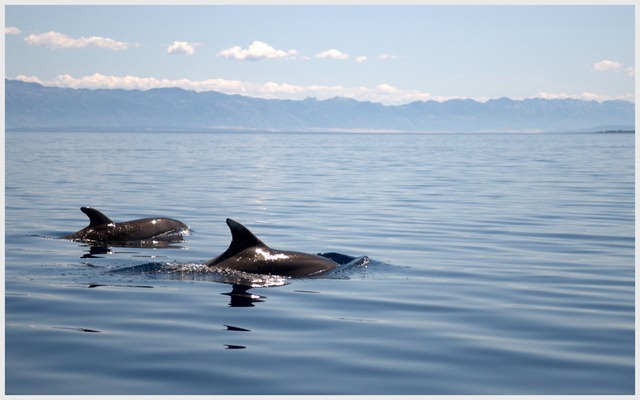 Dolphins in Calm . Veli Losinj . Croatia